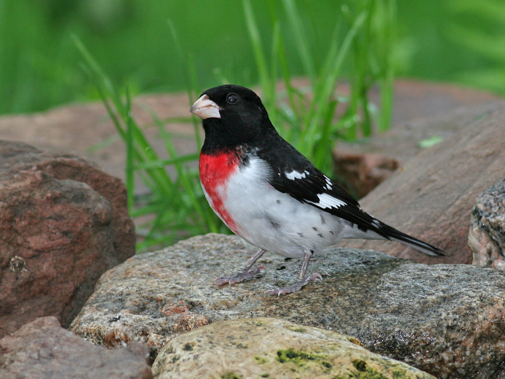 Τριαντάφυλλο Grosbeak